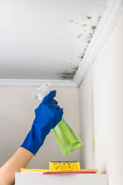 Best Mold Removal Company Near Me  in Glen Rock, NJ